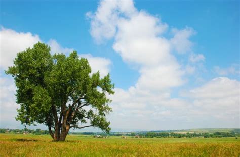 Professional Cottonwood Tree Cutting from Local Pros - Cottonwood Tree ...