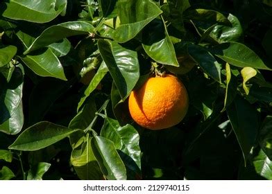 8+ Hundred Citrus Trees Australia Royalty-Free Images, Stock Photos & Pictures | Shutterstock