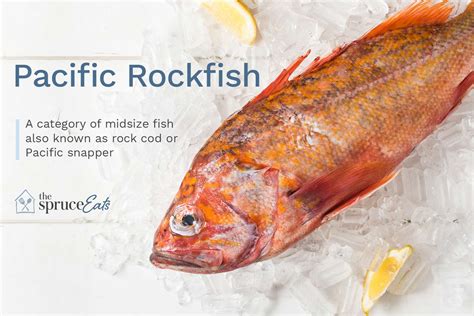 What Is Pacific Rockfish?