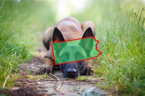 Top Belgian Malinois Breeders in Pennsylvania