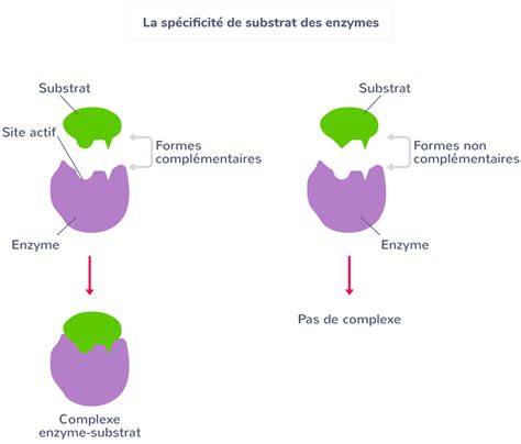 Les enzymes, des biomolécules aux propriétés catalytiques - 1ère ...