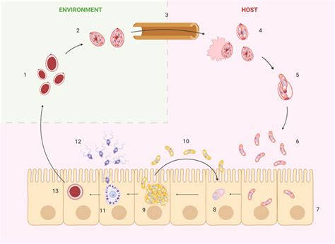 Schematic representation of coccidian life cycle. Numbers indicate the ...