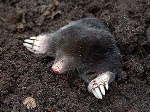 What Do Moles Eat? | Types of Moles | What Eats Moles? | BioExplorer