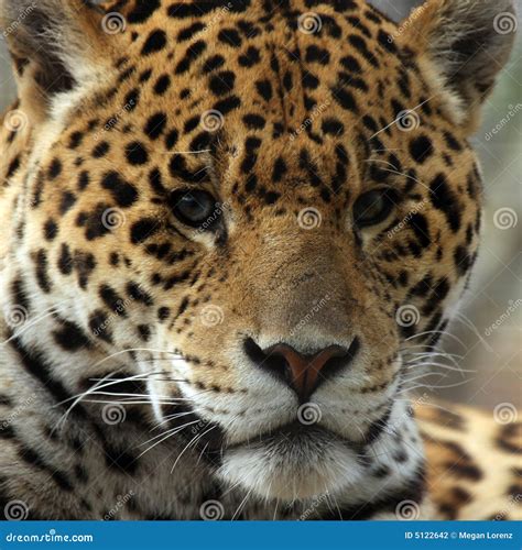 Closeup of Jaguar stock photo. Image of fierce, outdoors - 5122642