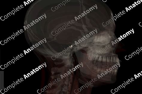 Auditory Ossicles | Complete Anatomy