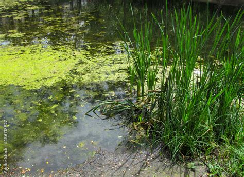 Water surface of a swamp or lake with a layer silt or green algae ...