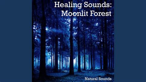 Moonlit Forest - YouTube