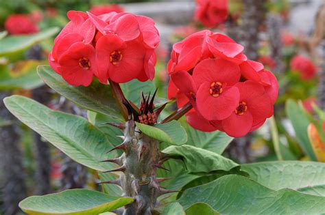 Thorny Bushes