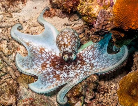 22 Incredible Types of Octopus (Names, Photos & Interesting Facts) - Outforia