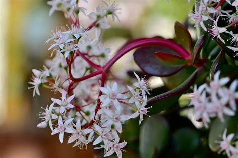 Gardener's Guide to Jade Plant Care | Kellogg Garden Organics™