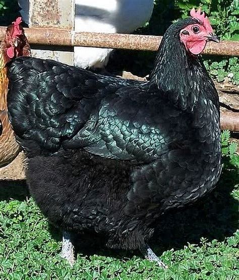 Resultado de imagem para black australorp | Chickens backyard, Beautiful chickens, Pet chickens