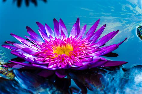 Purple Water Lilies at Longwood Gardens - Louis Dallara Photography