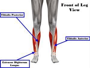 Muscles in the Ankle - JOI Jacksonville Orthopaedic Institute