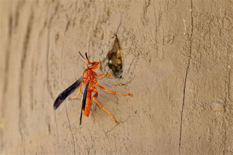 Rick Bragg Takes Revenge On Red Wasps Of Summer