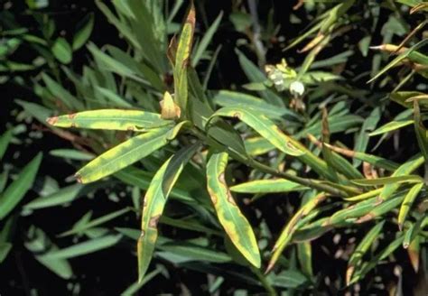 Oleander Diseases Pictures and How to Determine Them?