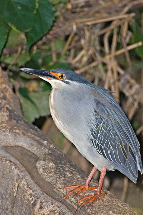 Striated Heron (Butorides striatus)