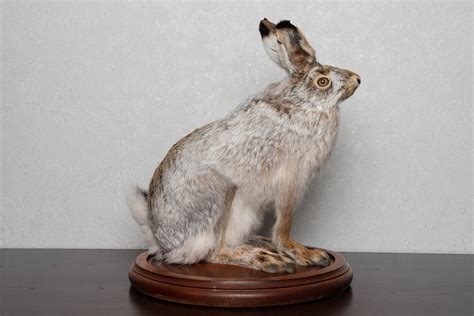 EUROPEAN HARE TAXIDERMY MOUNT - NOT RABBIT MOUNTED, STUFFED ANIMALS FOR SALE - REAL, DECOR ...