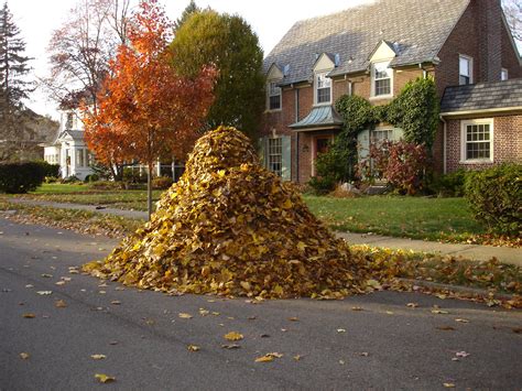 Leaf piles