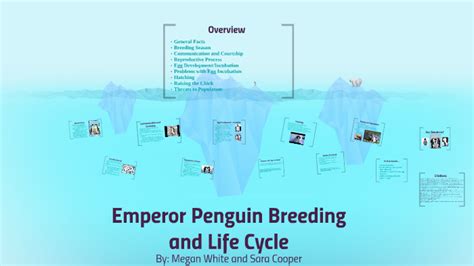 Emperor Penguin Breeding and Life Cycle by Megan White