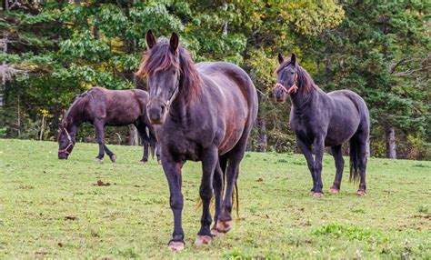 10 cool things to know about Canadian horses | CBC News