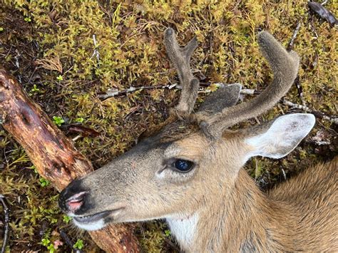 Should You Skin a Deer Right Away? - Gear Guide Pro