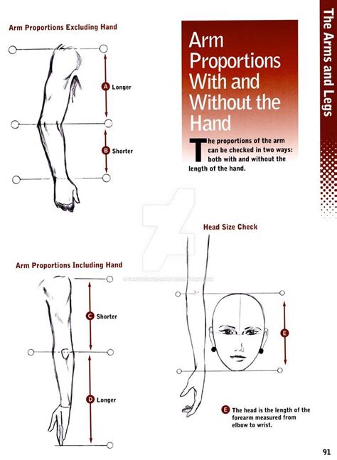 Proportions - Arms by https://www.deviantart.com/christopher-hart on @DeviantArt | Human body ...