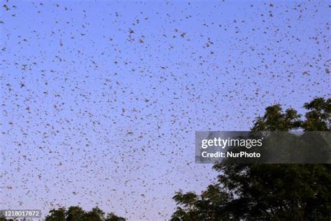 Locust Attack India Photos and Premium High Res Pictures - Getty Images