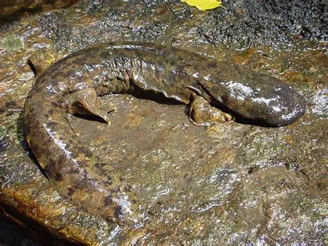 Hellbender - Salamander - The Hellbender - Ground Reptiles