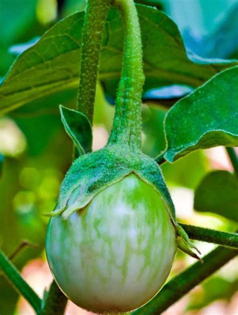 Thai Round Green Eggplant seeds | Most Popular Seeds