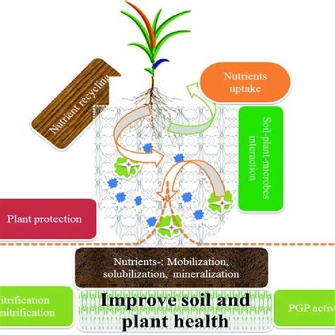 (PDF) Agriculturally Important Microbes for Sustainable Agriculture