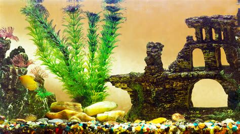 How To Create Fantastic DIY Aquarium Decorations | PawTracks