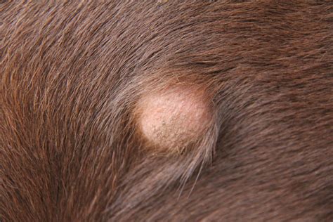 Button tumor (histiocytoma on labrador retriever | Pets, People and, Life