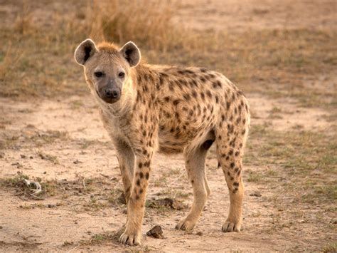 Spotted Hyena - Natural History on the Net