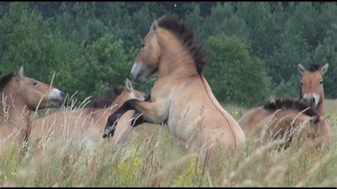 Chernobyl exclusion zone wildlife: Przewalski's horses, june 2013 - YouTube