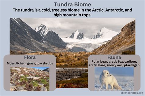 Tundra Biome - Characteristics, Flora, Fauna