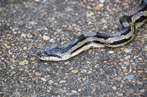 3 Species of Rat Snakes in North Carolina (Pictures) - Reptile Jam