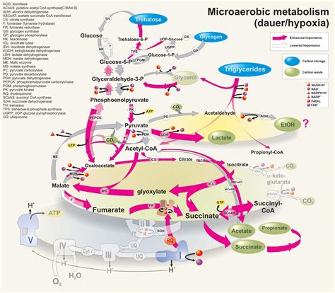 metabolic pathways summary - Google Search | Metabolism, Biochemistry, Metabolist