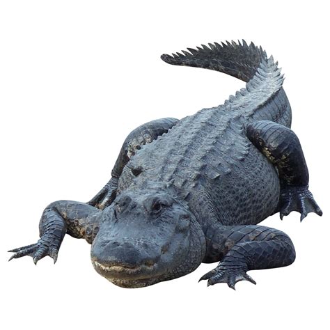 Crocodile Png Transparent Crocodile Png Images Pluspng | sexiezpix Web Porn