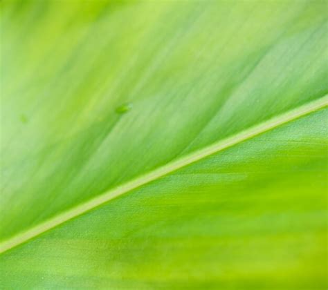 Premium Photo | Green leaf texture background