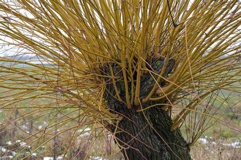 Light Pruning Is Possible On Mature Willows; Pollarding Schemes Are ...