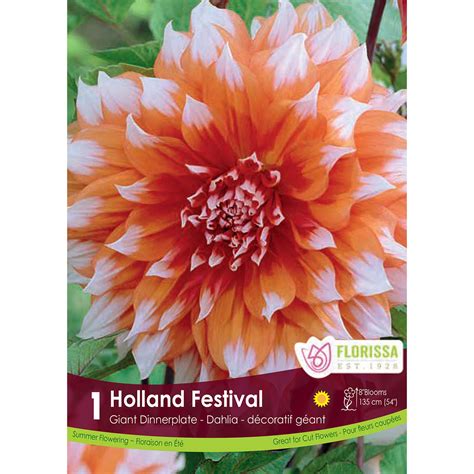 Dahlia 'Holland Festival' Tuber | Dahlia Tubers | Arts Nursery Garden ...