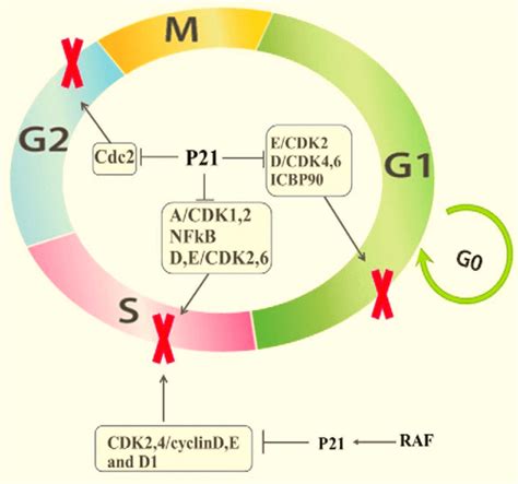 Multiple functions of p21 in cell cycle, apoptosis and transcriptional ...