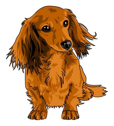 Carissa | Dachshund drawing, Dachshund art, Dachshund tattoo