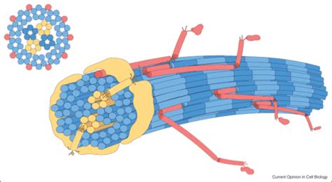 Microfibrils