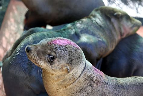 Warmer ocean blamed for struggling sea lion pups found at beaches