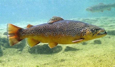 Brown trout (Great Lakes Fishes Field Guide) · iNaturalist