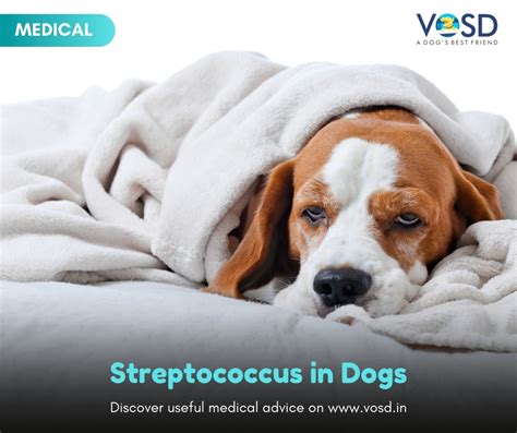 How Do They Test For Strep In Dogs