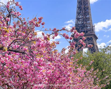 Cherry Blossom Paris 2024 - Darb Minnie