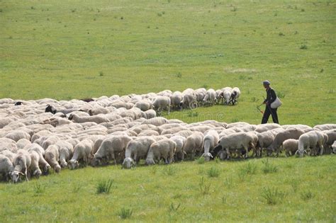 The Herdsman And His Sheep Flock Editorial Stock Image - Image of ...