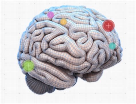 An Interactive Map Of The Brain | Interactive map, Brain based learning ...